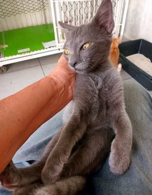 Gato raça SRD-ViraLata idade 2 a 6 meses nome BOB BLUE