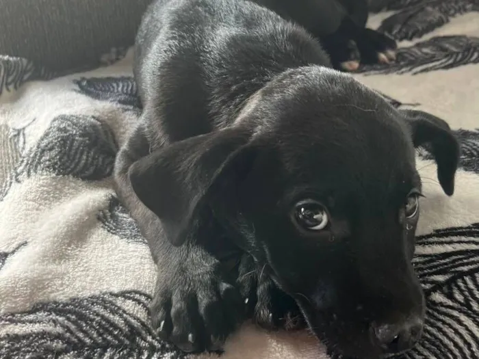 Cachorro raça SRD-ViraLata idade Abaixo de 2 meses nome Black