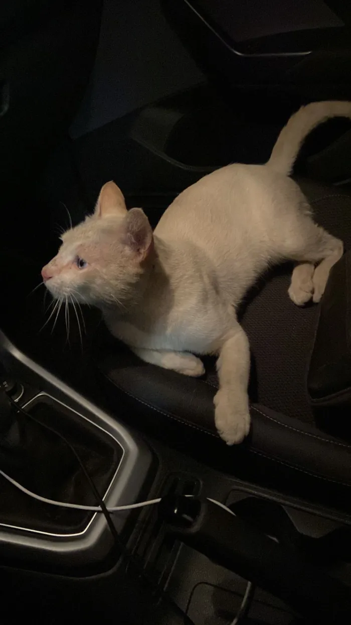 Gato raça SRD-ViraLata idade 2 anos nome Sem Nome