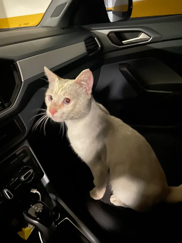 Gato raça SRD-ViraLata idade 2 anos nome Sem Nome