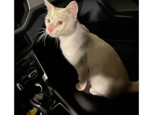 Gato raça SRD-ViraLata idade 2 anos nome Sem Nome