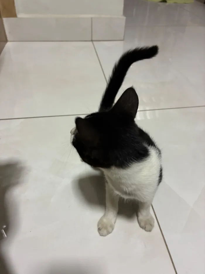 Gato raça SRD-ViraLata idade 2 a 6 meses nome Sem nome