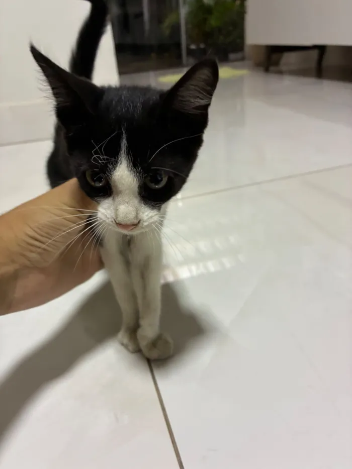 Gato raça SRD-ViraLata idade 2 a 6 meses nome Sem nome