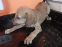 Cachorro raça SRD-ViraLata idade 2 a 6 meses nome Zaya 