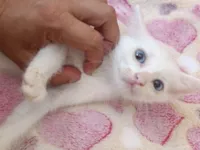 Gato raça SRD-ViraLata idade Abaixo de 2 meses nome Irene