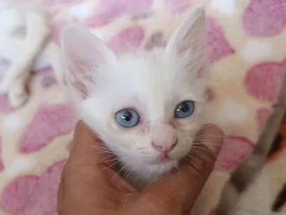 Gato raça SRD-ViraLata idade Abaixo de 2 meses nome Olívia 