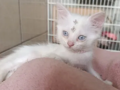 Gato raça SRD-ViraLata idade Abaixo de 2 meses nome Gabi