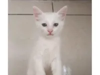 Gato raça SRD-ViraLata idade Abaixo de 2 meses nome Luca