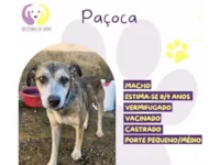 Cachorro raça SRD-ViraLata idade 6 ou mais anos nome Paçoca 