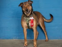 Cachorro raça SRD-ViraLata idade 6 ou mais anos nome Pluto