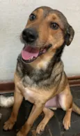 Cachorro raça SRD-ViraLata idade 6 ou mais anos nome Pluto