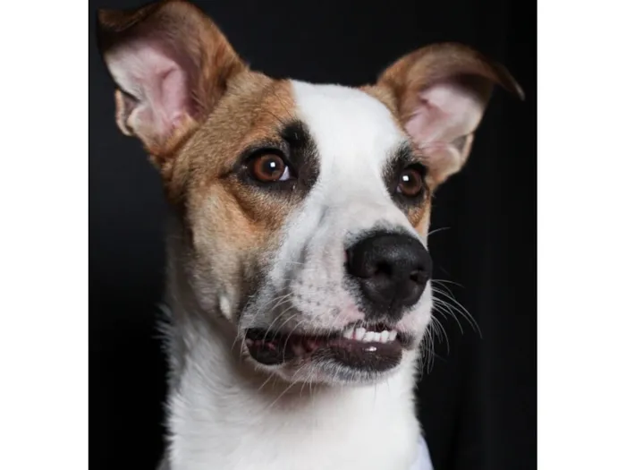 Cachorro raça SRD-ViraLata idade 1 ano nome Garoto