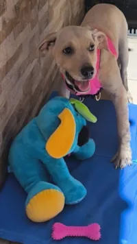 Cachorro raça SRD-ViraLata idade 2 a 6 meses nome Primavera 