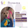 Cachorro raça SRD-ViraLata idade 2 a 6 meses nome Primavera 