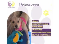 Cachorro raça SRD-ViraLata idade 2 a 6 meses nome Primavera 