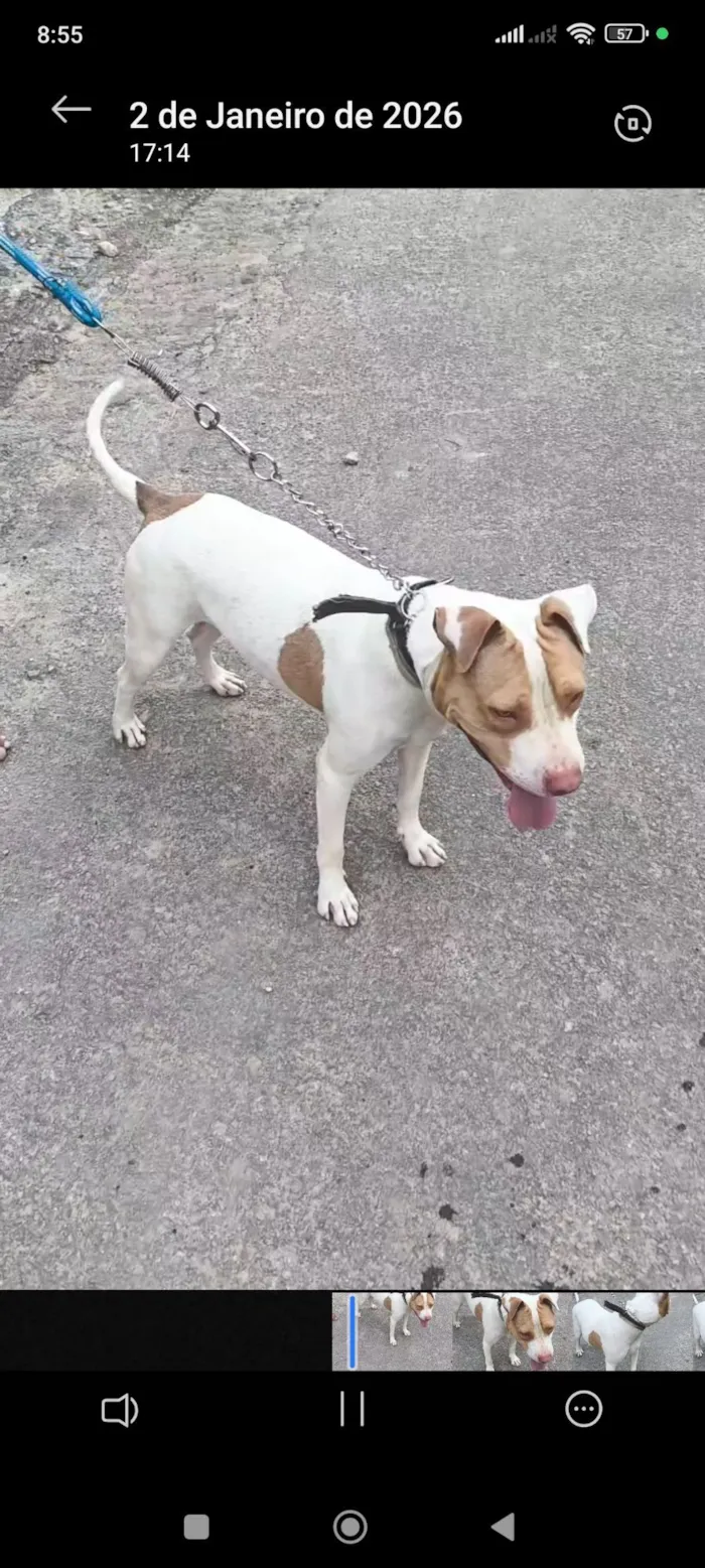 Cachorro raça Pit-Bull idade 2 anos nome Scooby 