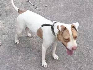 Cachorro raça Pit-Bull idade 2 anos nome Scooby 