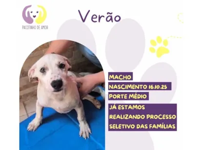 Cachorro raça SRD-ViraLata idade 2 a 6 meses nome Verão 