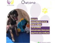 Cachorro raça SRD-ViraLata idade 2 a 6 meses nome Outono 