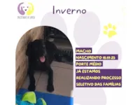 Cachorro raça SRD-ViraLata idade 2 a 6 meses nome Inverno 