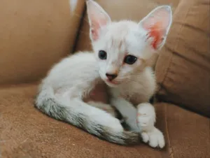 Gato raça SRD-ViraLata idade Abaixo de 2 meses nome Doty