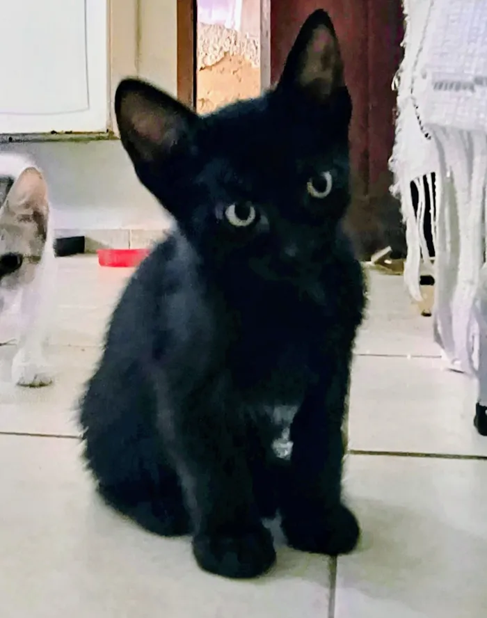 Gato raça SRD-ViraLata idade Abaixo de 2 meses nome Preta
