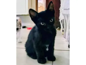 Gato raça SRD-ViraLata idade Abaixo de 2 meses nome Preta