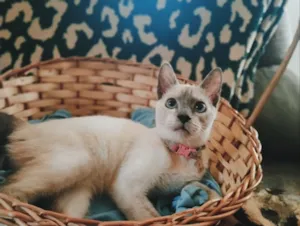 Gato raça SRD-ViraLata idade 7 a 11 meses nome Amora