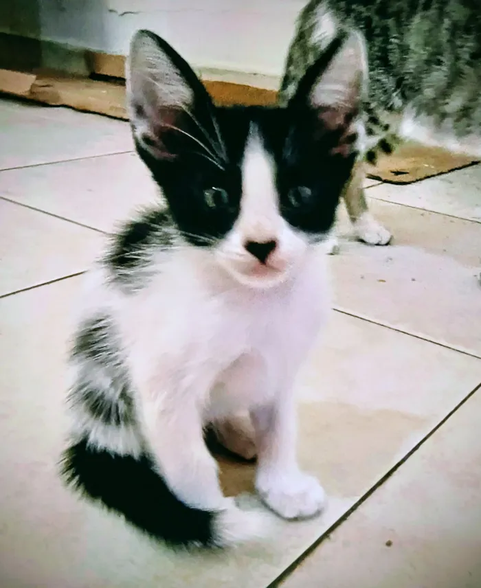 Gato raça SRD-ViraLata idade Abaixo de 2 meses nome Branca