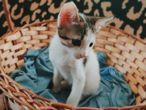 Gato raça SRD-ViraLata idade Abaixo de 2 meses nome Dora