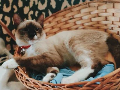 Gato raça SRD-ViraLata idade 7 a 11 meses nome Atena