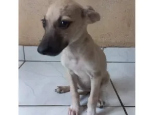 Cachorro raça SRD-ViraLata idade 2 a 6 meses nome Calamela