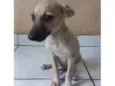 Cachorro raça SRD-ViraLata idade 2 a 6 meses nome Calamela
