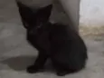 Gato raça SRD-ViraLata idade Abaixo de 2 meses nome Gatos para adoção 
