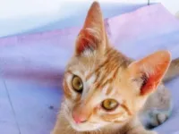 Gato raça SRD-ViraLata idade 2 a 6 meses nome RICO LARANJA