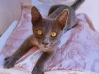 Gato raça SRD-ViraLata idade 2 a 6 meses nome BOB BLUE