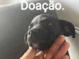 Cachorro raça SRD-ViraLata idade Abaixo de 2 meses nome Black