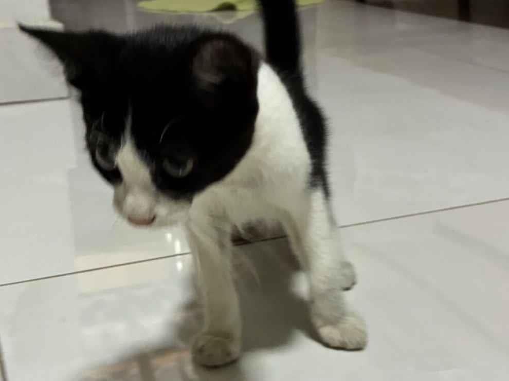 Gato raça SRD-ViraLata idade 2 a 6 meses nome Sem nome