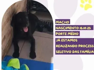 Cachorro raça SRD-ViraLata idade 2 a 6 meses nome Inverno 