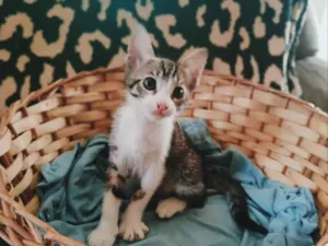 Gato raça SRD-ViraLata idade Abaixo de 2 meses nome Tempestade 