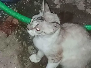 Gato raça Angorá idade 2 a 6 meses nome Sem nome 