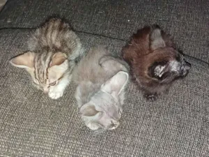 Gato raça Angorá idade 2 a 6 meses nome Sem nome 