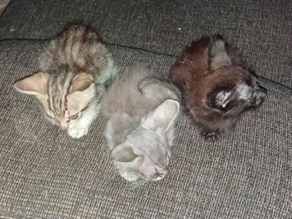 Gato raça Angorá idade 2 a 6 meses nome Sem nome 