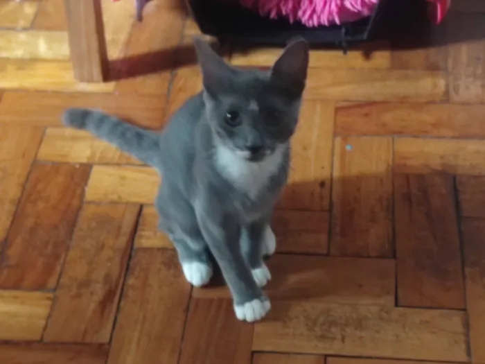 Gato raça SRD-ViraLata idade 2 a 6 meses nome HARU