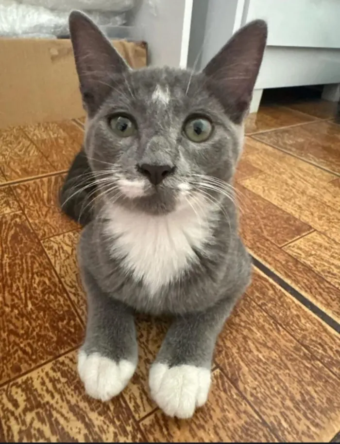 Gato raça SRD-ViraLata idade 2 a 6 meses nome HARU