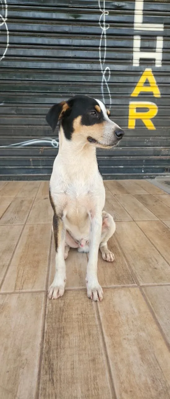 Cachorro raça SRD-ViraLata idade 1 ano nome Natalino