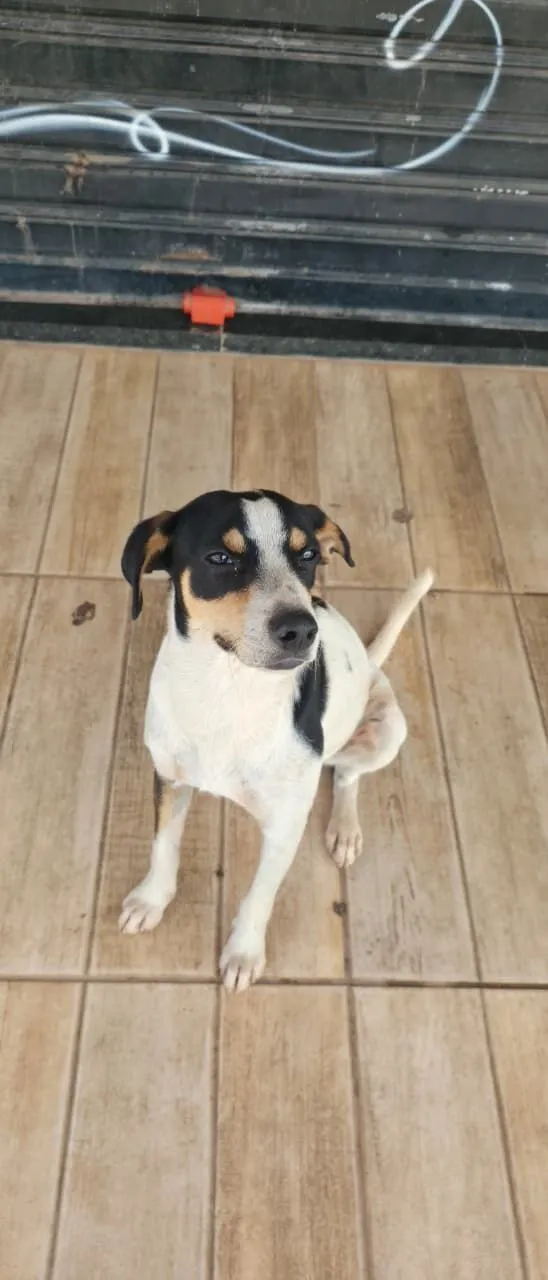 Cachorro raça SRD-ViraLata idade 1 ano nome Natalino