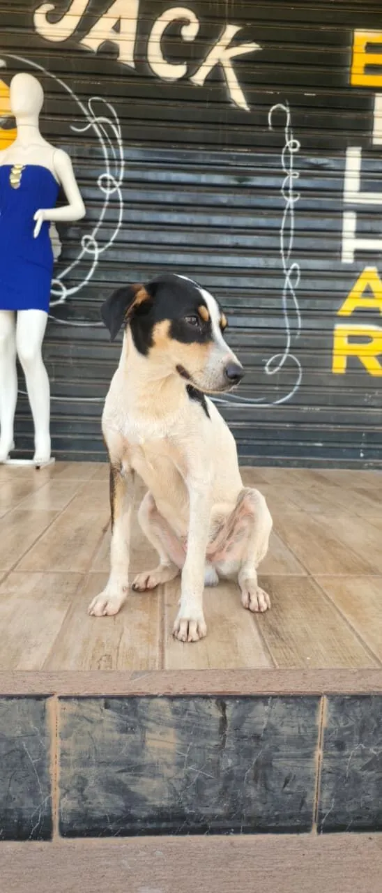 Cachorro raça SRD-ViraLata idade 1 ano nome Natalino