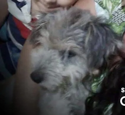 Cachorro raça SRD-ViraLata idade 4 anos nome Nino