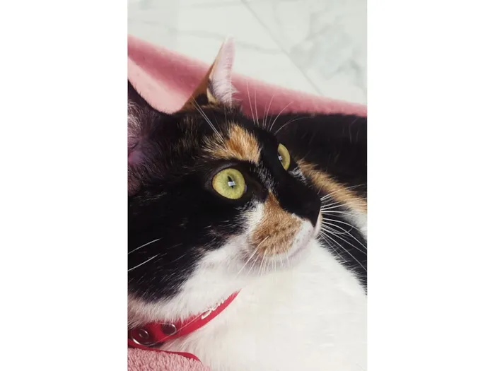 Gato raça SRD-ViraLata idade 1 ano nome Kiara